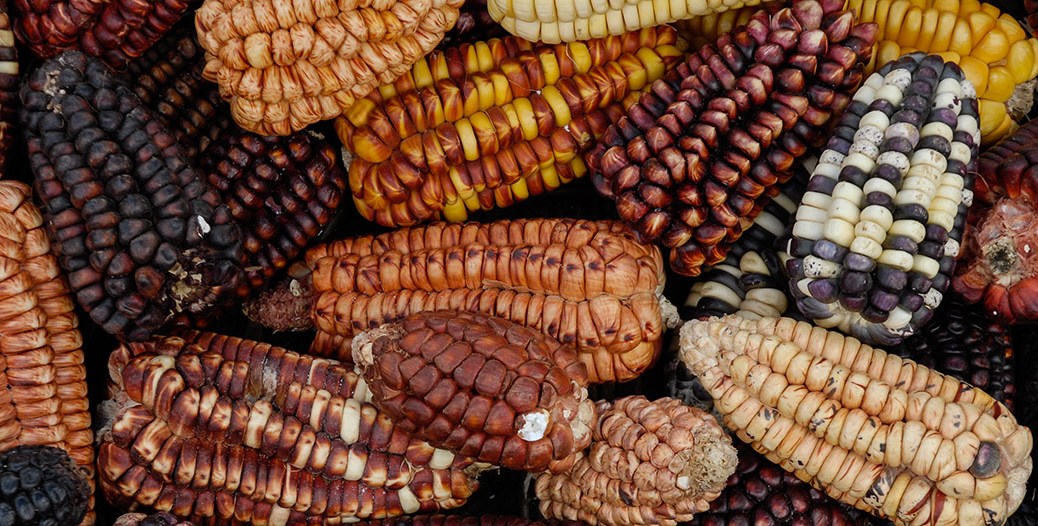 Image of multicolored corn from Cuzco, Peru