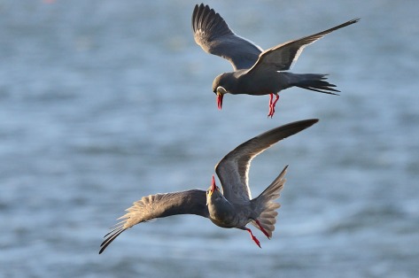 Photo of a pair of Inca Terns courtship in the Paracas peninsula, Peru.