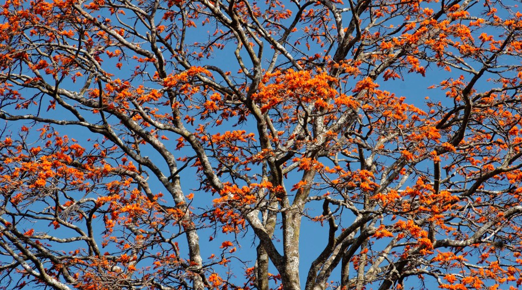 Photo of a Coral Tree in full bloom.