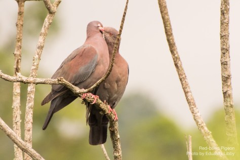 Photo of a Red-billed Pigeons couple