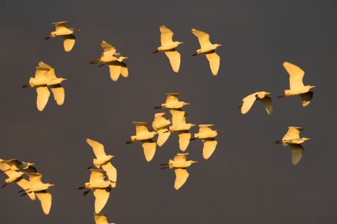 Photo of a flock of Cattle Egrets at sunset. Photo by Eduardo Libby