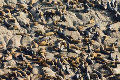 Photo of South American Sea Lions on Peru's Palomino Islands. Photo by Eduardo Libby.