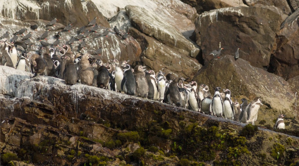 Photo of Humboldt Penguins in San Lorenzo's Island, Peru. Photo by Eduardo Libby
