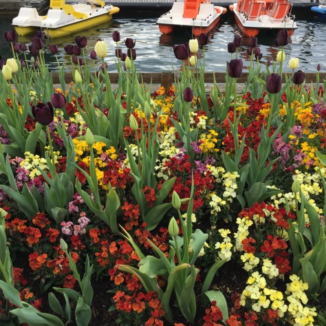 Photo of tulips by Lake Zurich. Photo by Eduardo Libby