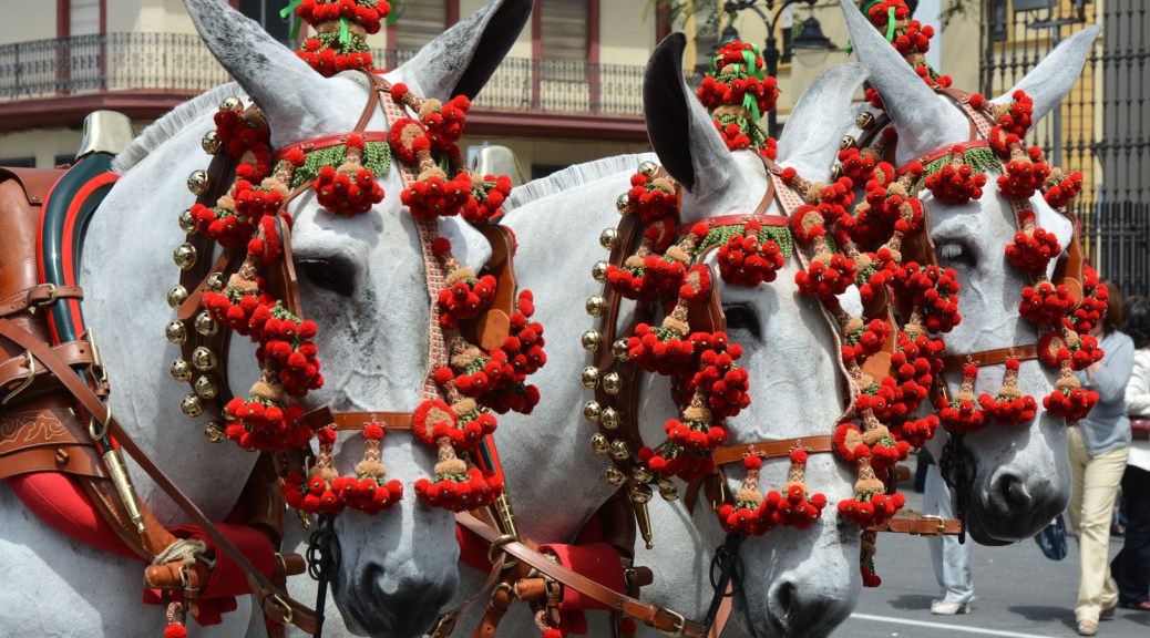 Image of three horses decorated for the parade. Photo by Eduardo Libby