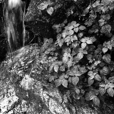 Black and white image of plants growing on a rock by a stream. Photo by Eduardo Libby.