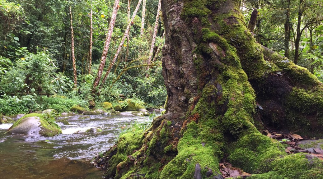 The Savegre River flowing among live oak and alder forests. Photo by Eduardo Libby.
