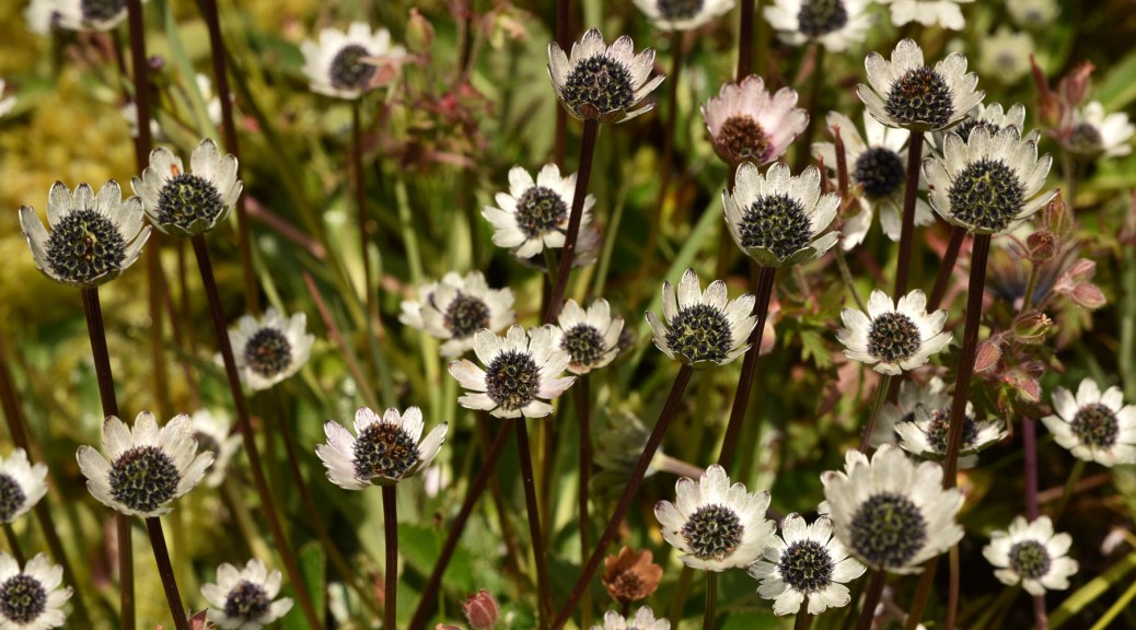 Image of flowering Eryngium. Cerro de la Muerte, Costa Rica. Photo by Eduardo Libby.