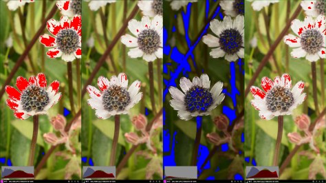 Image of Eryngium flowers showing different exposure settings and processing. Photo by Eduardo Libby
