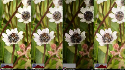 Image of Eryngium flowers showing different exposure settings and processing. Photo by Eduardo Libby