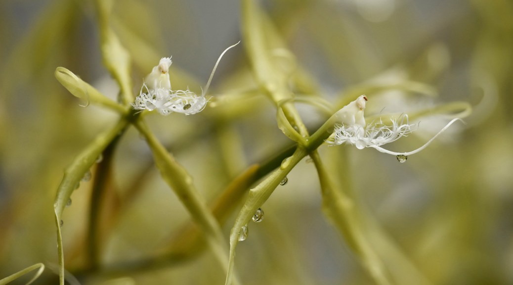 Orchids after the rain. Photo by Eduardo Libby.