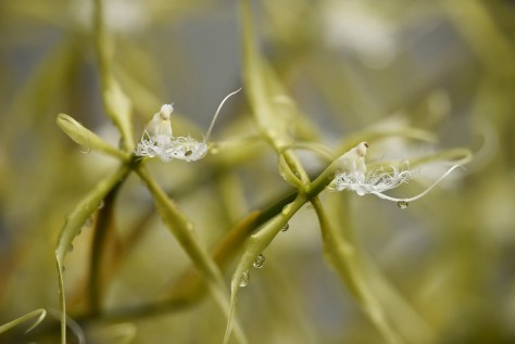 Orchids after the rain. Photo by Eduardo Libby.