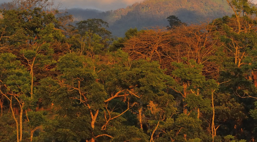 Photo of a forest and hills in Costa Rica. Photo by Eduardo Libby