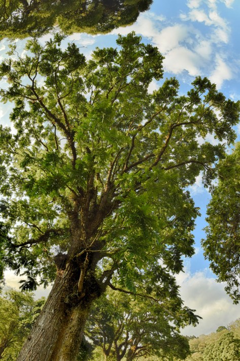 A tropical walnut tree (Juglans olanchana). Photo by Eduardo Libby.