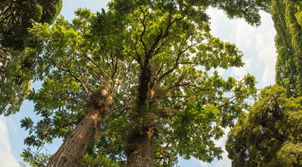 Tropical walnut trees (Juglans olanchana). Photo by Eduardo Libby.