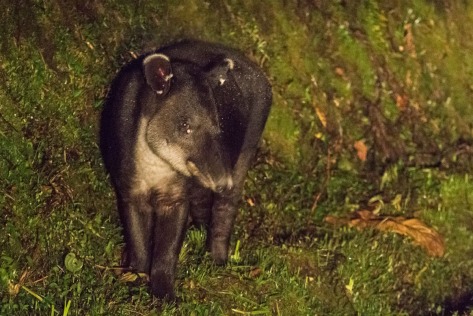 Image of a Baird's Tapir at night. Photo by Eduardo Libby