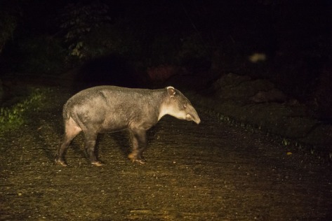 A Baird's Tapir crossing a road at night, lighted by the car's headlights. Photo by Eduardo Libby