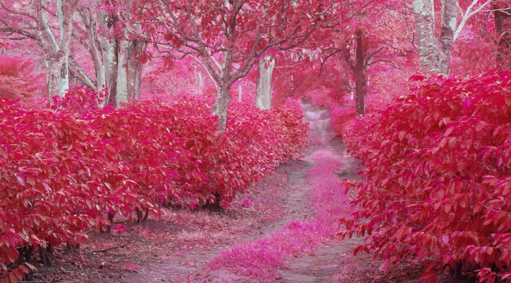 Image of a coffee farm using infrared false color. Photo by Eduardo Libby