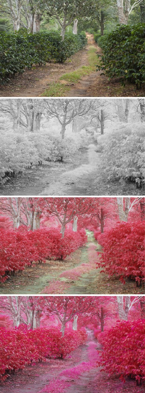 False-color infrared view of a coffee farm in Costa Rica. Photo by Eduardo Libby