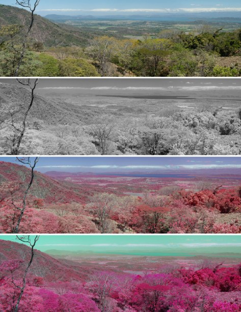 False color infrared, stitched panoramic image taken from the hills overlooking the Gulf of Nicoya in Costa Rica’s Guanacaste Province. Photo by Eduardo Libby