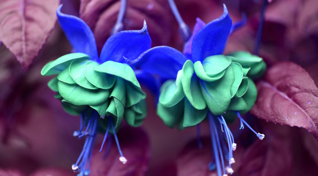 Image of fuchsias in false color. Photo by Eduardo Libby
