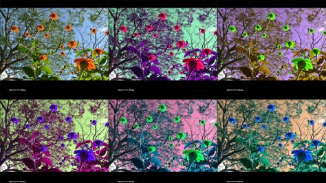 Images of Cosmos flowers in false color by rearranging the color channels. Photo by Eduardo Libby