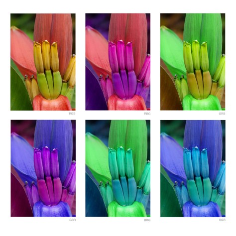 Image collage of a dwarf banana plant seen in the six RGB channel mix schemes. Photo by Eduardo Libby