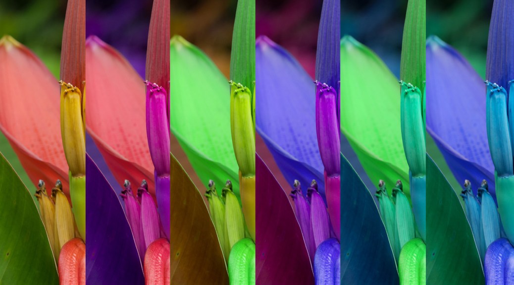 Image of a Dwarf banana plant in six combinations of the original RGB channels. Photo by Eduardo Libby