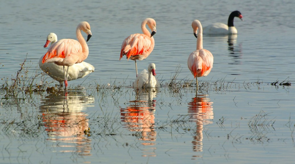 Image of Chilean Flamingos in Lake Argentino. Photo by Eduardo Libby