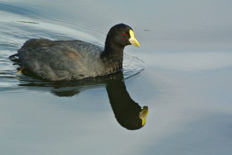 Image of a White-winged coot in Lake Argentino, near El Calafate. Photo by Eduardo Libby