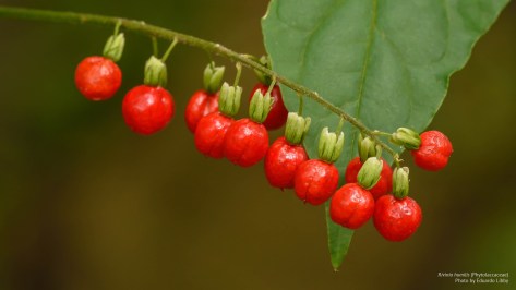 Photo of Rivinia humilis (Phytolaccaceae) fruits. Image by Eduardo Libby