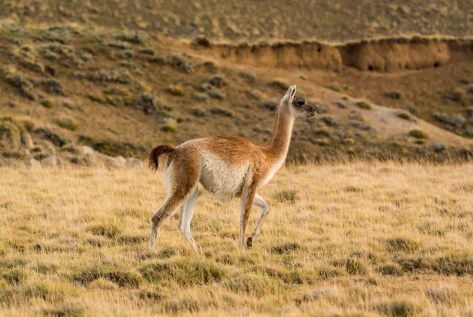 Image of a Chulengo or young Guanaco. Photo by Eduardo Libby