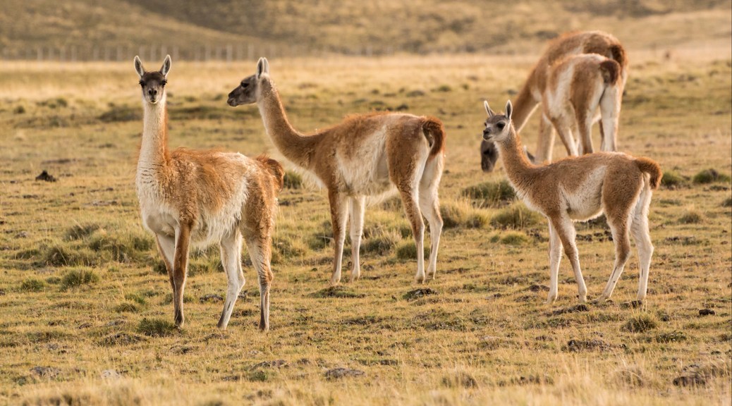 Image of Guanacos in Patagonia, near El Calafate. Photo by Eduardo Libby
