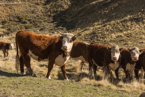Image of Hereford cattle in a farm near El Calafate. Photo by Eduardo Libby
