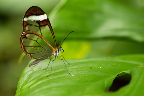 Crystal-winged butterfly (Ithomiinae). Photo by Eduardo Libby