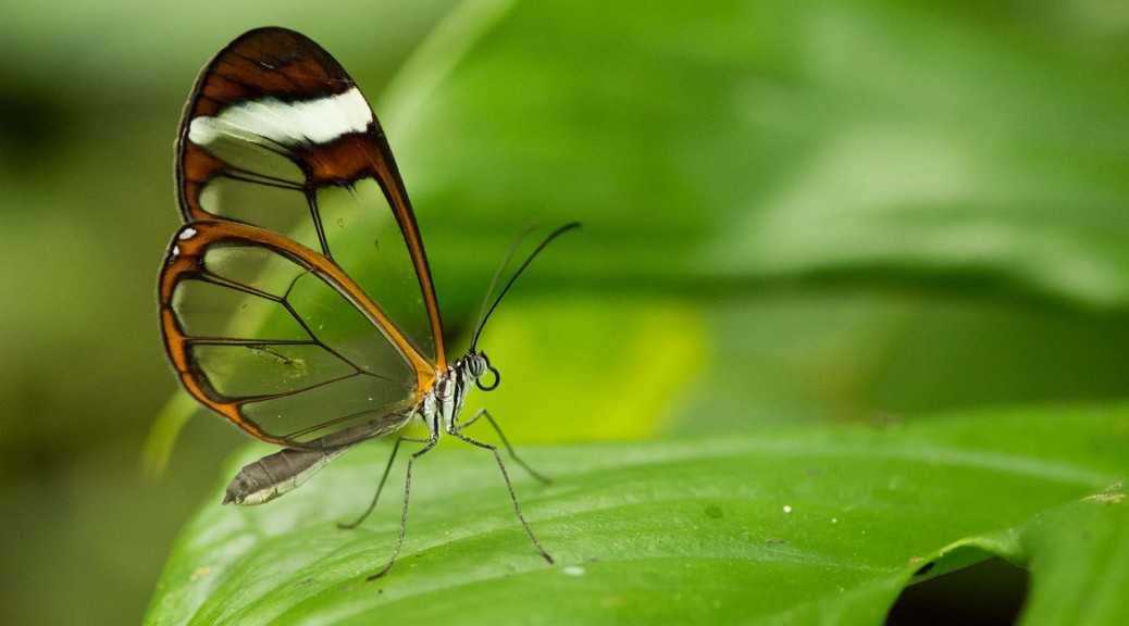 Crystal-winged butterfly (Ithomiinae). Photo by Eduardo Libby