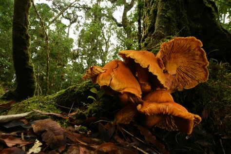 Orange mushrooms in the oak forests of San Gerardo de Dota, a great destination for birdwatchers too. Image by Eduardo Libby