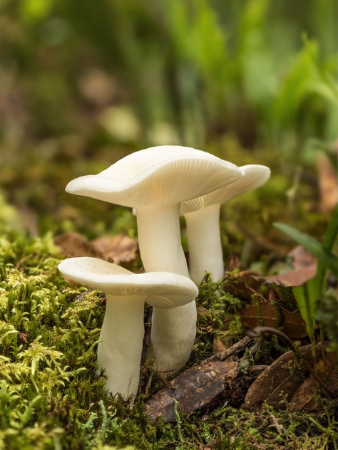 White mushrooms in San Gerardo de Dota, Costa Rica. Image by Eduardo Libby.