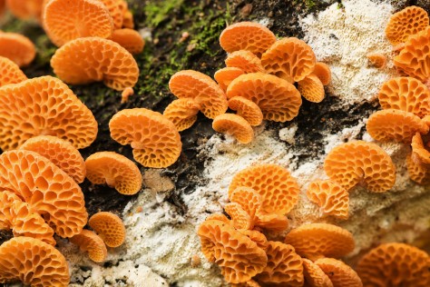 Favolaschia calocera, commonly known as the orange pore fungus. Image by Eduardo Libby