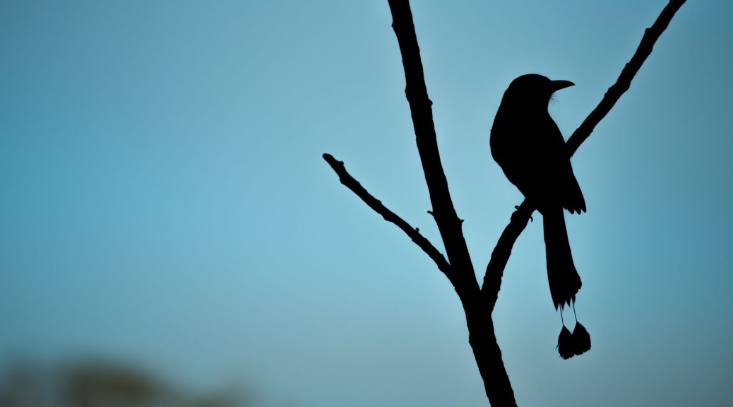 Blue-crowned Motmot. Photo by Eduardo Libby