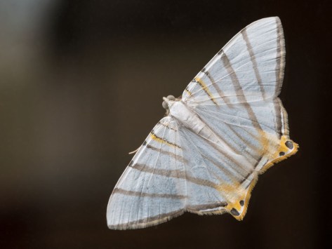 Moth close-up. Photo by Eduardo Libby