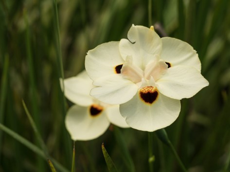 Flower close-up. Photo by Eduardo Libby