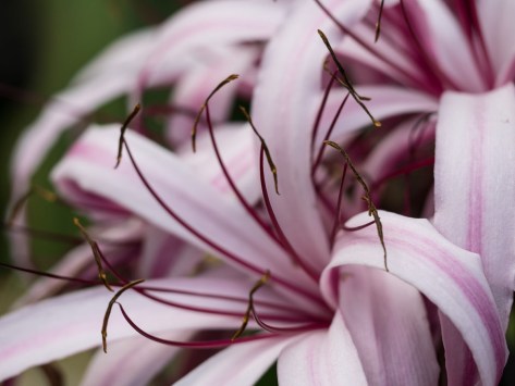 Flower close-up. Photo by Eduardo Libby