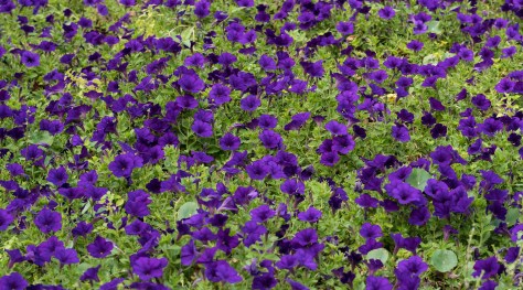 Flower close-up. Photo by Eduardo Libby