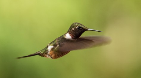 Hovering Magenta-throated Woodstar. Photo by Eduardo Libby