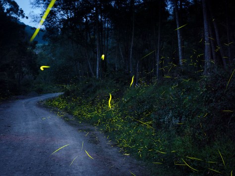 As darkness falls over the road banks many fireflies take off. Photo by Eduardo Libby