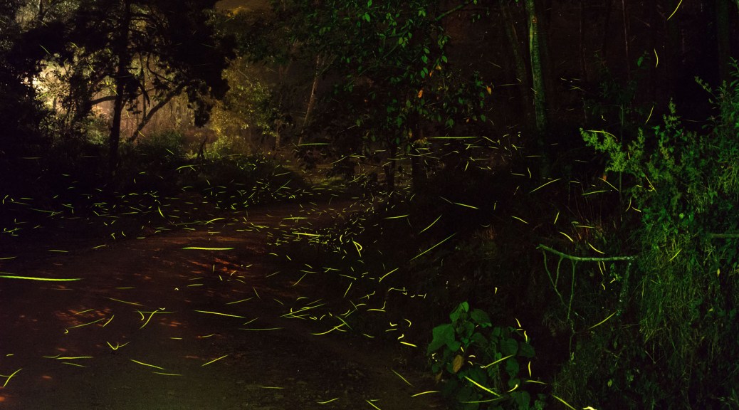 A long exposure shows lightning bug paths along a country road. Photo by Eduardo Libby