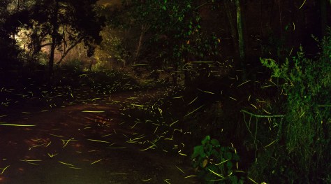 A long exposure shows lightning bug paths along a country road. Photo by Eduardo Libby