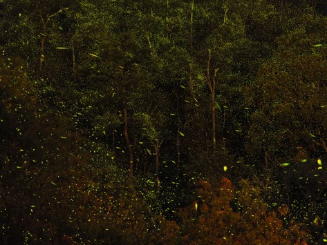 Long exposure capture of lightning bugs. Photo by Eduardo Libby
