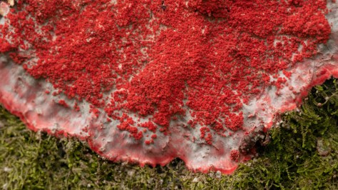 Christmas Lichen. Photo by Eduardo Libby